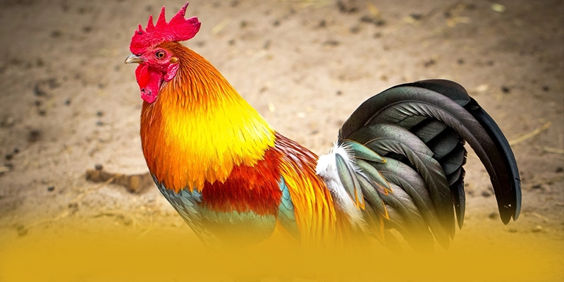 SUNWIN - Tổng kết hành trình phát triển một cách toàn diện. SUNWIN - Tổng kết hành trình phát triển một cách toàn diện.